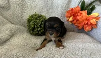 Ebony, a female Cavalier King Charles Spaniel for sale in Lebanon, MO – Photo 5 of 7