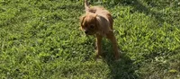 Poppy, a female Cavalier King Charles Spaniel for sale in Lebanon, MO – 7 of 7