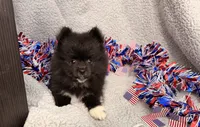 Storm, a male Pomeranian for sale in Lebanon, MO – 4 of 10