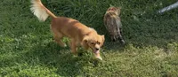Theodore aka Theo, a male Cavalier King Charles Spaniel and Pomeranian for sale in Lebanon, MO – 2 of 4