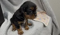 Little Lady, a female Cavalier King Charles Spaniel for sale in Lebanon, MO – 2 of 6