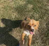 Theodore aka Theo, a male Cavalier King Charles Spaniel and Pomeranian for sale in Lebanon, MO – 3 of 4