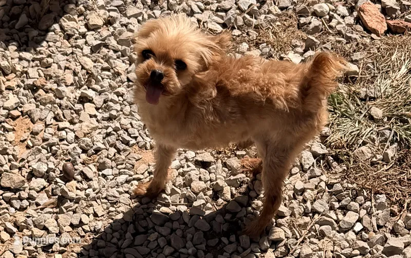 Damien – Yorkshire Terrier puppy on hold in Lebanon, MO
