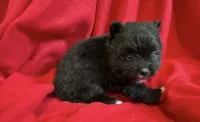 Storm, a male Pomeranian for sale in Lebanon, MO – 3 of 3