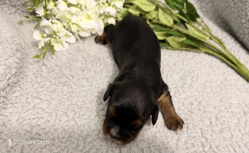 Diesel – Cavalier King Charles Spaniel puppy for sale in Lebanon, MO