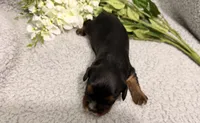 Diesel, a male Cavalier King Charles Spaniel for sale in Lebanon, MO – 8 of 10