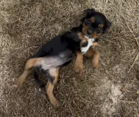 Little Lady, a female Cavalier King Charles Spaniel for sale in Lebanon, MO – 2 of 10