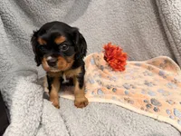 Diesel, a male Cavalier King Charles Spaniel for sale in Lebanon, MO – 2 of 10