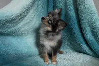 Wiggles , a male Pomeranian for sale in Lebanon, MO – 3 of 10