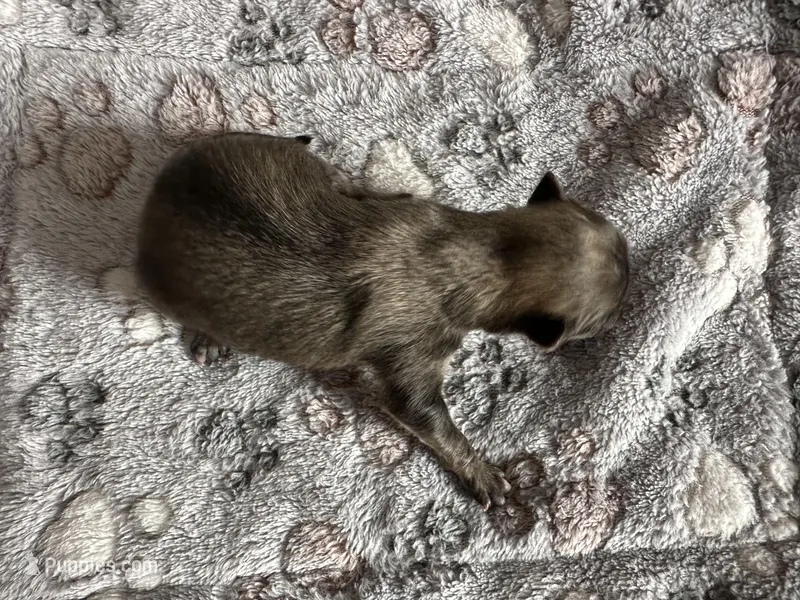 Pretty Girl Precious