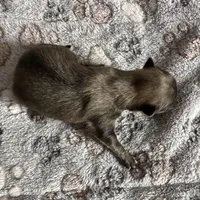 Pretty Girl Precious, a female Pomeranian for sale in Lebanon, MO – Photo 1 of 3