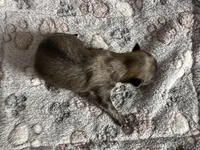 Pretty Girl Precious, a female Pomeranian for sale in Lebanon, MO – Photo 1 of 3