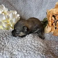 Pretty Girl Precious, a female Pomeranian for sale in Lebanon, MO – Photo 2 of 3