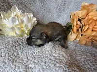 Pretty Girl Precious, a female Pomeranian for sale in Lebanon, MO – Photo 2 of 3