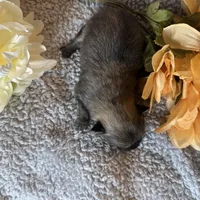 Pretty Girl Precious, a female Pomeranian for sale in Lebanon, MO – Photo 3 of 3