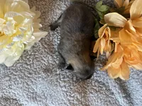 Pretty Girl Precious, a female Pomeranian for sale in Lebanon, MO – Photo 3 of 3