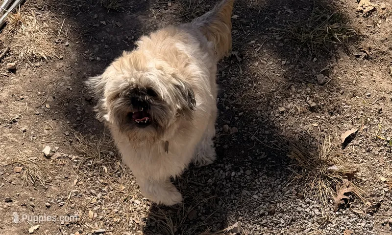 Quasi – Shih Tzu puppy for sale in Lebanon, MO