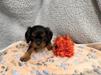 Queen, a female Cavalier King Charles Spaniel for sale in Lebanon, MO – 2 of 6