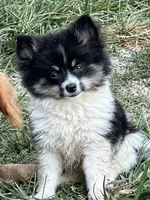 Koi, a female Pomeranian for sale in Lebanon, MO – Photo 4 of 10