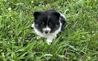 Koi, a female Pomeranian for sale in Lebanon, MO – Photo 6 of 10