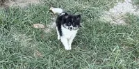 Koi, a female Pomeranian for sale in Lebanon, MO – Photo 3 of 10