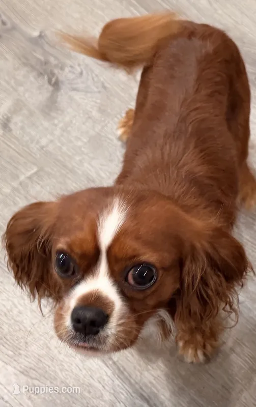 Jupiter – Cavalier King Charles Spaniel puppy for sale in Lebanon, MO