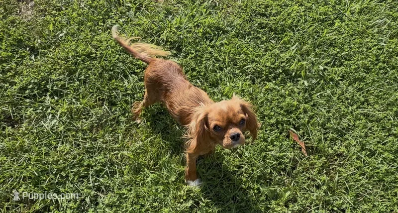 Poppy – Cavalier King Charles Spaniel puppy for sale in Lebanon, MO