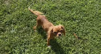 Poppy, a female Cavalier King Charles Spaniel for sale in Lebanon, MO – 1 of 7