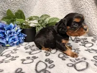 Diesel, a male Cavalier King Charles Spaniel for sale in Lebanon, MO – 7 of 10