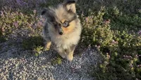 Wiggles , a male Pomeranian for sale in Lebanon, MO – Photo 2 of 10