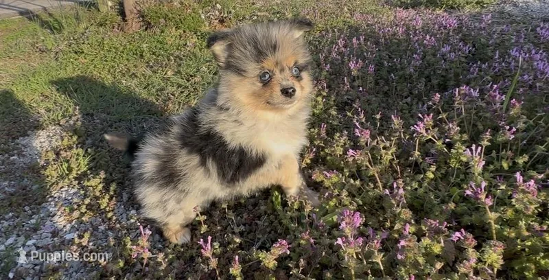 Wiggles  – Pomeranian puppy for sale in Lebanon, MO