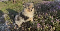 Wiggles , a male Pomeranian for sale in Lebanon, MO – Photo 1 of 10