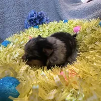 Wiggles , a male Pomeranian for sale in Lebanon, MO – Photo 6 of 10