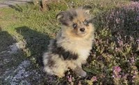 Wiggles , a male Pomeranian for sale in Lebanon, MO – Photo 4 of 10