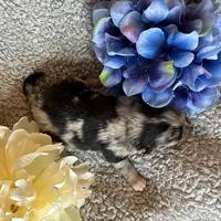 Wiggles , a male Pomeranian for sale in Lebanon, MO – Photo 7 of 10