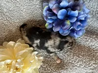 Wiggles , a male Pomeranian for sale in Lebanon, MO – Photo 3 of 3