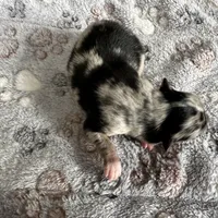 Wiggles , a male Pomeranian for sale in Lebanon, MO – Photo 9 of 10