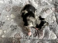 Wiggles , a male Pomeranian for sale in Lebanon, MO – Photo 1 of 3