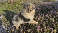 Wiggles , a male Pomeranian for sale in Lebanon, MO – Photo 3 of 10