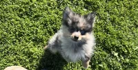 Wiggles , a male Pomeranian for sale in Lebanon, MO – Photo 5 of 10