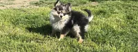 Wiggles , a male Pomeranian for sale in Lebanon, MO – Photo 2 of 10