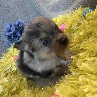 Wiggles , a male Pomeranian for sale in Lebanon, MO – Photo 8 of 10