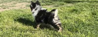 Wiggles , a male Pomeranian for sale in Lebanon, MO – Photo 3 of 10