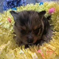 Wiggles , a male Pomeranian for sale in Lebanon, MO – Photo 5 of 10