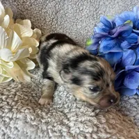 Wiggles , a male Pomeranian for sale in Lebanon, MO – Photo 10 of 10