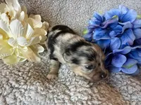 Wiggles , a male Pomeranian for sale in Lebanon, MO – Photo 2 of 3