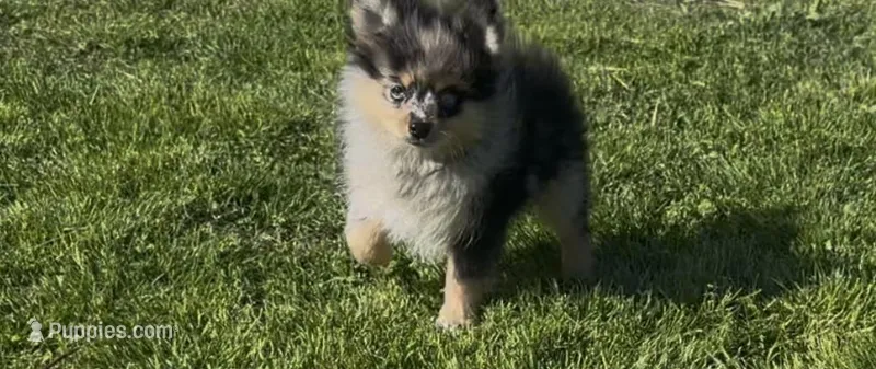 Wiggles  – Pomeranian puppy for sale in Lebanon, MO