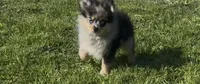 Wiggles , a male Pomeranian for sale in Lebanon, MO – Photo 1 of 10