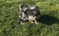 Wiggles , a male Pomeranian for sale in Lebanon, MO – Photo 4 of 10