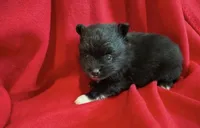 Storm, a male Pomeranian for sale in Lebanon, MO – 1 of 3